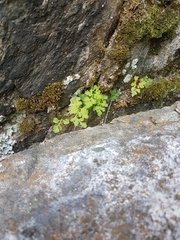 Cryptogramma stelleri