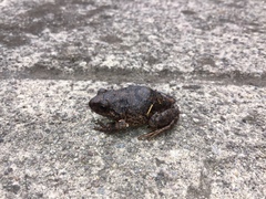 Pristimantis unistrigatus