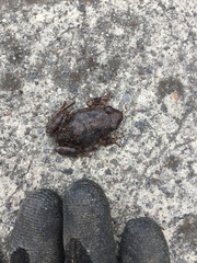 Pristimantis unistrigatus