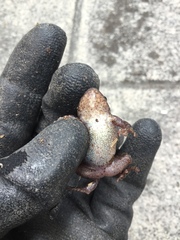 Pristimantis unistrigatus