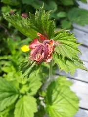 Geum rivale