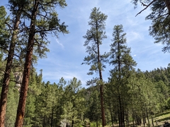 Pinus ponderosa