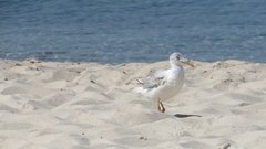 Chroicocephalus genei