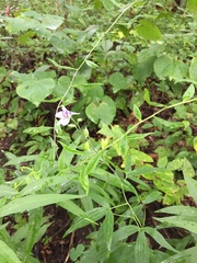 Delphinium exaltatum