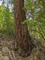 Pinus ponderosa