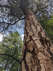 Pinus ponderosa