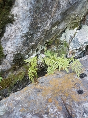 Cryptogramma stelleri