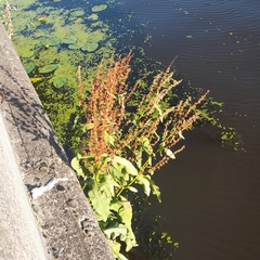Rumex hydrolapathum