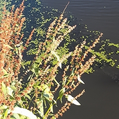 Rumex hydrolapathum