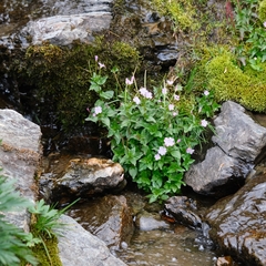 Epilobium alsinifolium