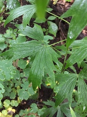 Delphinium exaltatum