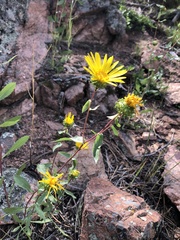 Grindelia subalpina