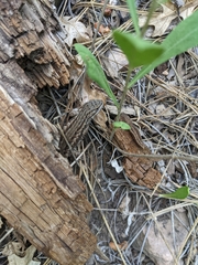 Sceloporus tristichus