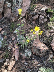 Grindelia subalpina