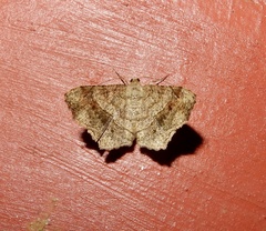 Chiasmia triangulata
