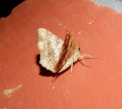 Chiasmia triangulata