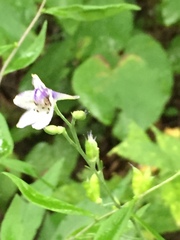 Delphinium exaltatum