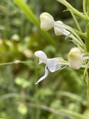 Platanthera integrilabia