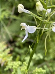 Platanthera integrilabia
