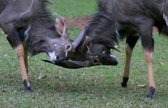 Tragelaphus angasii