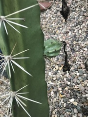 Acanthocereus tetragonus