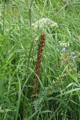 Orobanche alsatica
