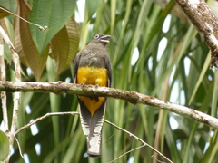 Trogon viridis