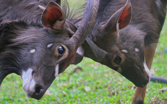 Tragelaphus angasii