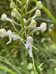 Platanthera integrilabia
