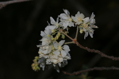 Dombeya rotundifolia