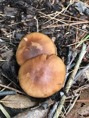 Cortinarius privignoides