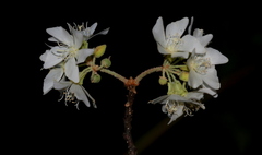 Dombeya rotundifolia