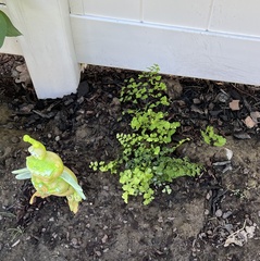 Adiantum × tracyi