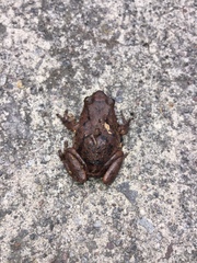 Pristimantis unistrigatus