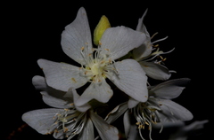 Dombeya rotundifolia