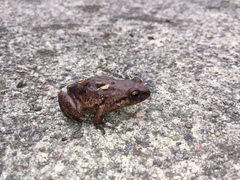 Pristimantis unistrigatus