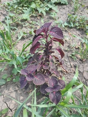 Coleus scutellarioides