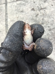 Pristimantis unistrigatus