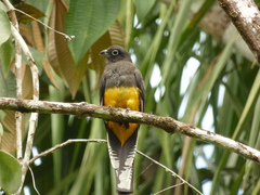 Trogon viridis