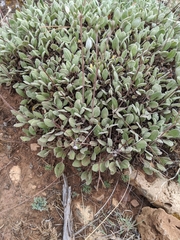 Eriogonum