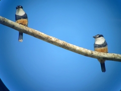 Notharchus swainsoni