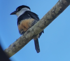 Notharchus swainsoni