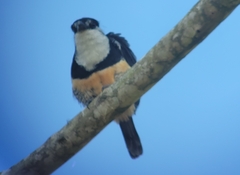 Notharchus swainsoni