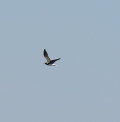Ichthyaetus leucophthalmus