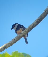 Notharchus swainsoni