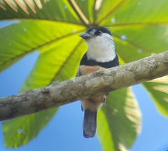 Notharchus swainsoni