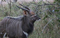 Tragelaphus angasii