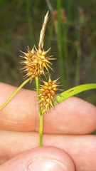 Carex flava