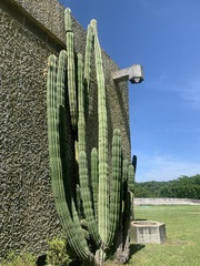 Pachycereus