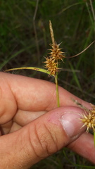 Carex flava